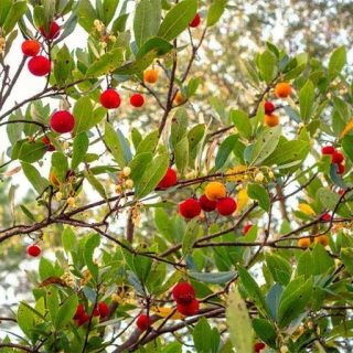 آربوتوس (توت فرنگی درختی) خوش طعم