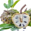 بذر درخت سیب شیرین (سیب کاستارد)