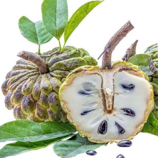 بذر درخت سیب شیرین (سیب کاستارد)