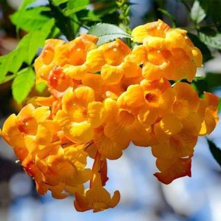 درخت زنگوله بسیار زیبا