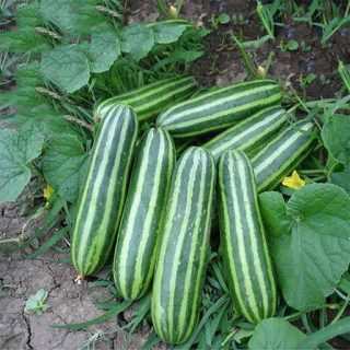 خربزه راه راه تایلندی تازه
