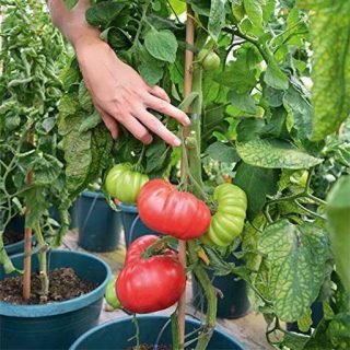 گوجه فرنگی موچامیل سبز روی درخت