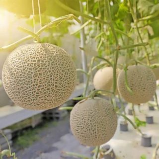 خربزه درختی ارگانیک