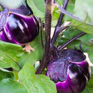 بادمجان دلمه ای ویولتا ارگانیک