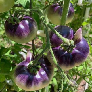 بذر گوجه فرنگی واگنر سبز آبی