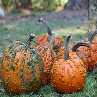 کدو زگیل دار میکس ارگانیک