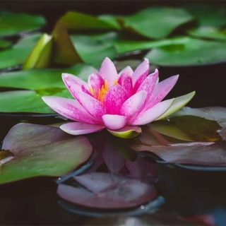 بذر گل نیلوفر آبی