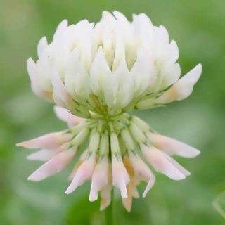 بذر شبدر سفید علوفه ای