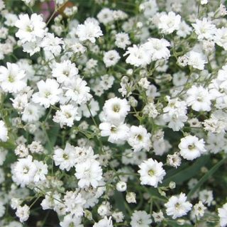 گل چشم ماری سفید خوشبو