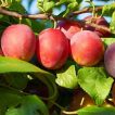 آلو جنگلی بر روی درخت