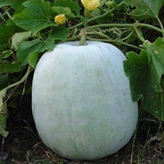 کدو واکسی گرد