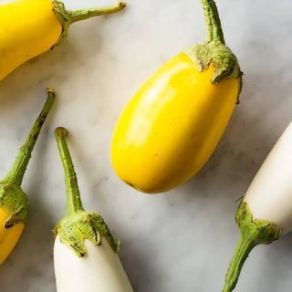 بذر بادمجان دلمه ای زرد برداشت شده