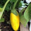 بذر بادمجان دلمه ای زرد