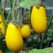 بادمجان دلمه ای زرد خوشمزه
