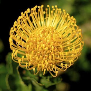 بذر درختچه پروتیا گل زرد