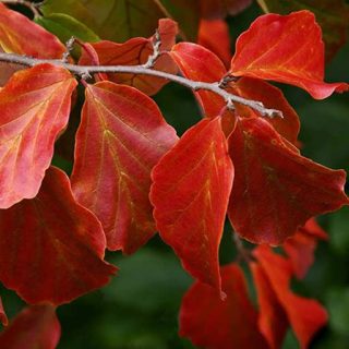 گیاه درخت انجیلی