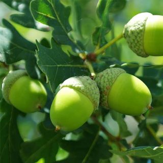 بلوط اکرونز