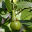 برگ بو از نمای نزدیک
