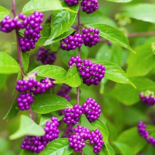 بیوتی بری ارگانیک