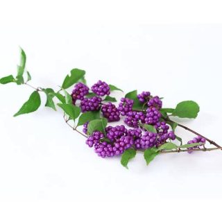 بذر بیوتی بری