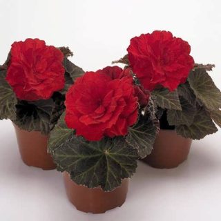 بذر گونیا موکا قرمز