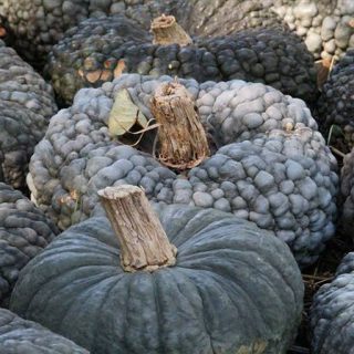 بذر کدو عروسکی سیاه