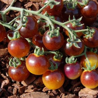 گوجه گیلاسی توت طلایی آبی ارگانیک