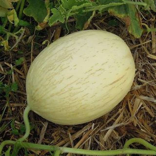 ملون سفید ارگانیک