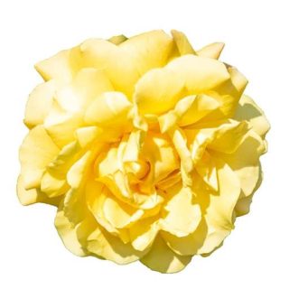 بذر گل میخک زرد