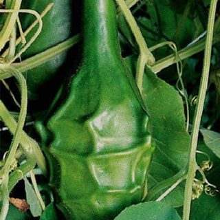 کدو تنبل گرز از نمای نزدیک