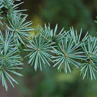 درخت سدروس آتالانتا ارگانیک