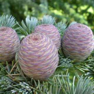 بذر درخت سدروس آتالانتا