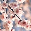 گیلاس بر روی درخت