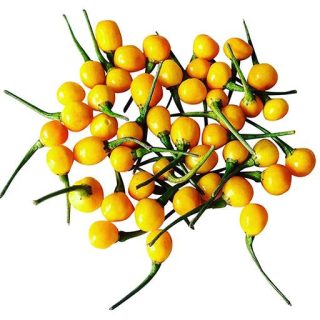 بذر فلفل چری زرد