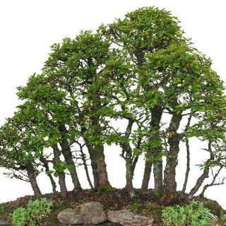 بذر نارون چینی
