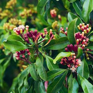 گیاه میخک صد پر