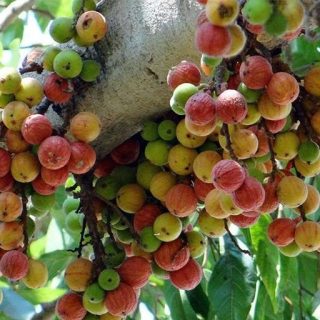 انجیر خوشه ای قرمز ارگانیک