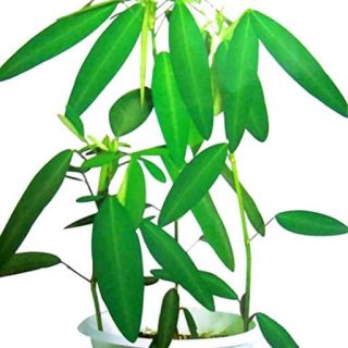 بذر گیاه رقصنده