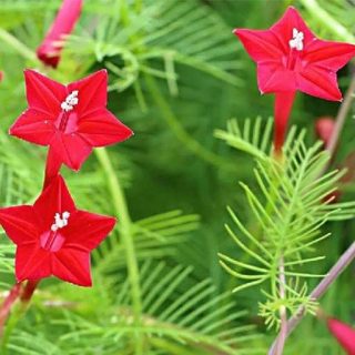 گل نیلوفر پیچ سرو تاک ارگانیک