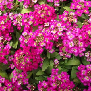 گل عسل بنفش (مروارید) ارگانیک