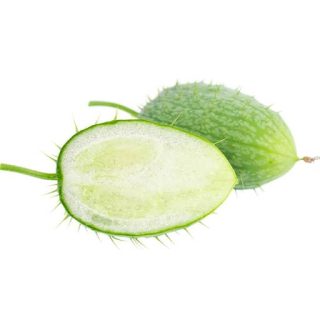 بذر خیار آب پران (خیار وحشی)