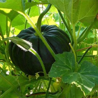 گیاه کدو عروسکی سنگی سبز