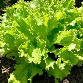 کاهو سالاد بول سبز ارگانیک