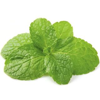 بذر نعنا شیسو سبز