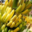موز هاردی بر روی درخت