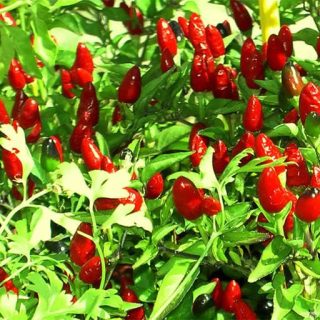 فلفل پاپریکا تند بر روی درخت