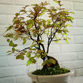 بذر درخت انجیلی