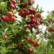 سیب گیلاسی بر روی درخت