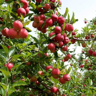 سیب گیلاسی بر روی درخت