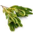 بذر میخک ژاپنی